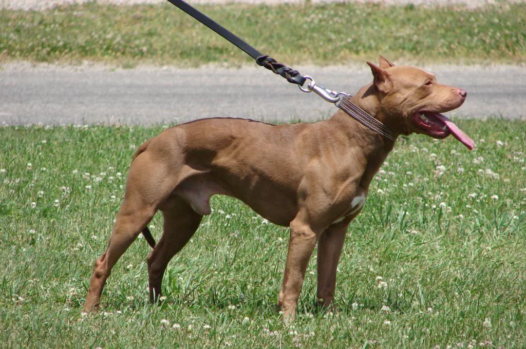 ONLINE PEDIGREES 230044 BRONSON