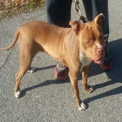 Online Pedigrees 248331 Southern Comfort Kennels Lil Mama