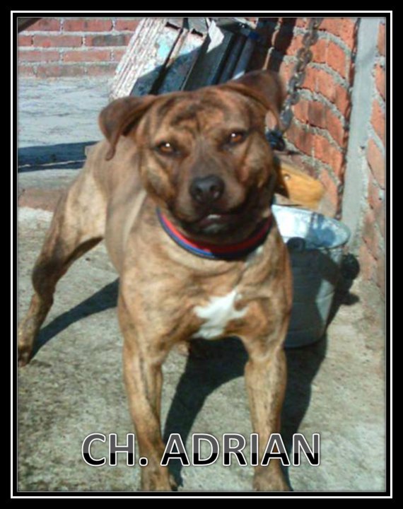 ONLINE PEDIGREES 330695 PERRERILLO KENNEL S ADRIAN