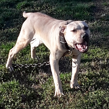 Jocko best sale pitbull pedigree