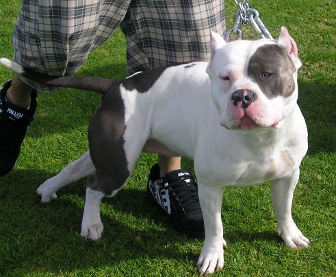Breeder: ntk sex: male color: white with blue markings posted: 2006-12-04 l...
